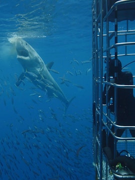 Diver in cage observes bronze whaler shark near bait in ocean.