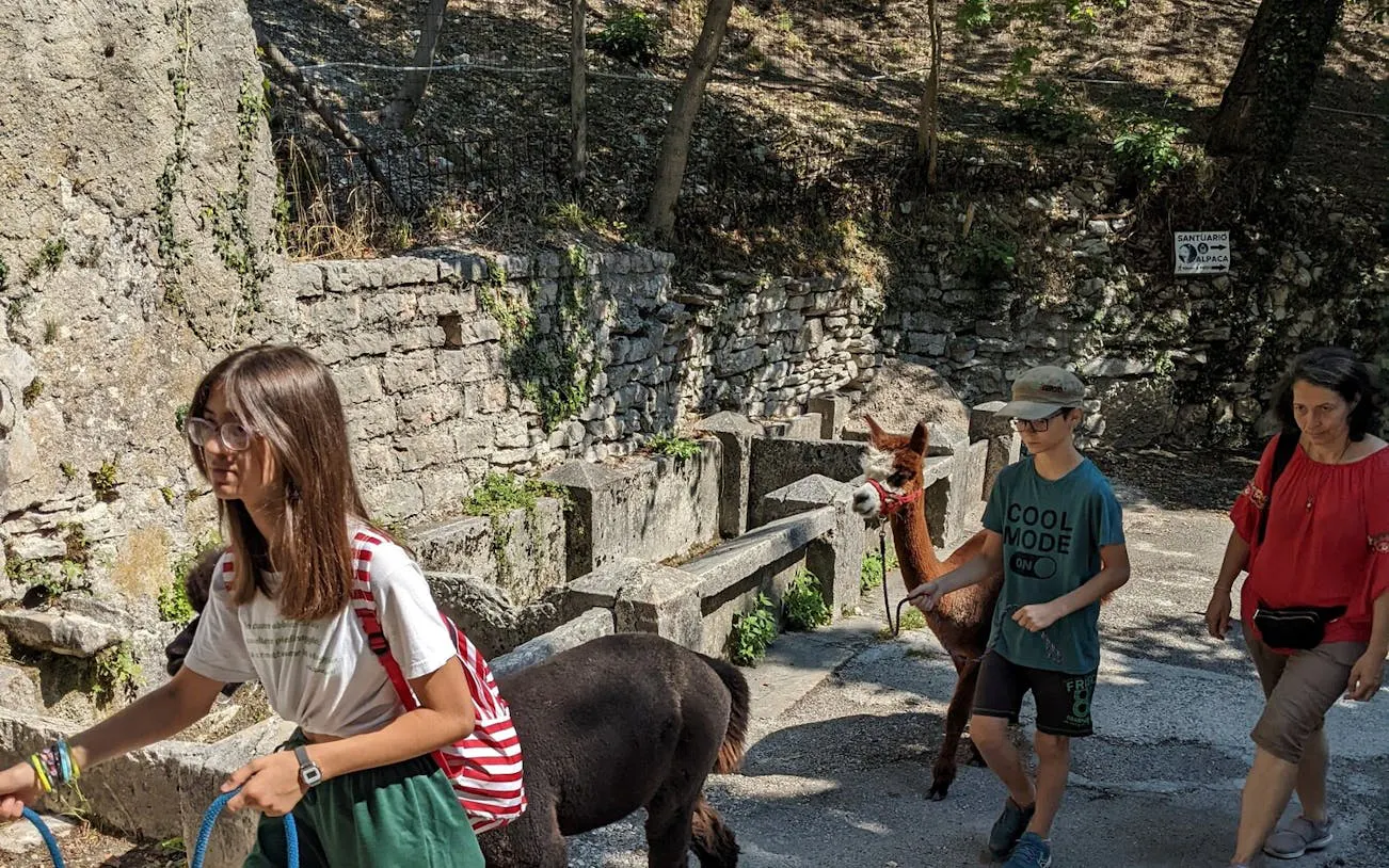 Visitors walking alpacas at Madonna della Corona Sanctuary on a full-day tour from Verona.