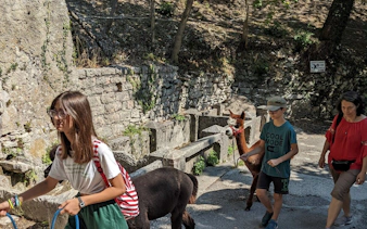 Visitors walking alpacas at Madonna della Corona Sanctuary on a full-day tour from Verona.