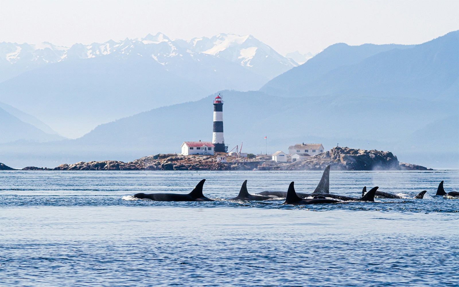 Orcas swimming near Race Rocks Lighthouse in the Strait of Juan de Fuca.