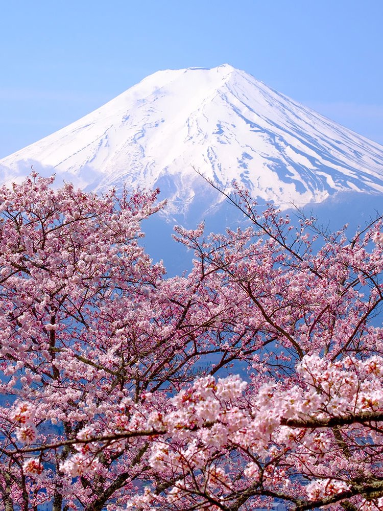 Cherry Blossom Tours in Japan