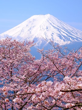 Mount Fuji with cherry blossoms in spring, Japan.
