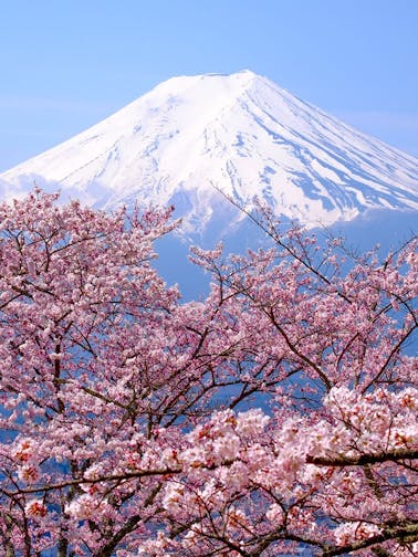 Cherry Blossom Tours in Japan