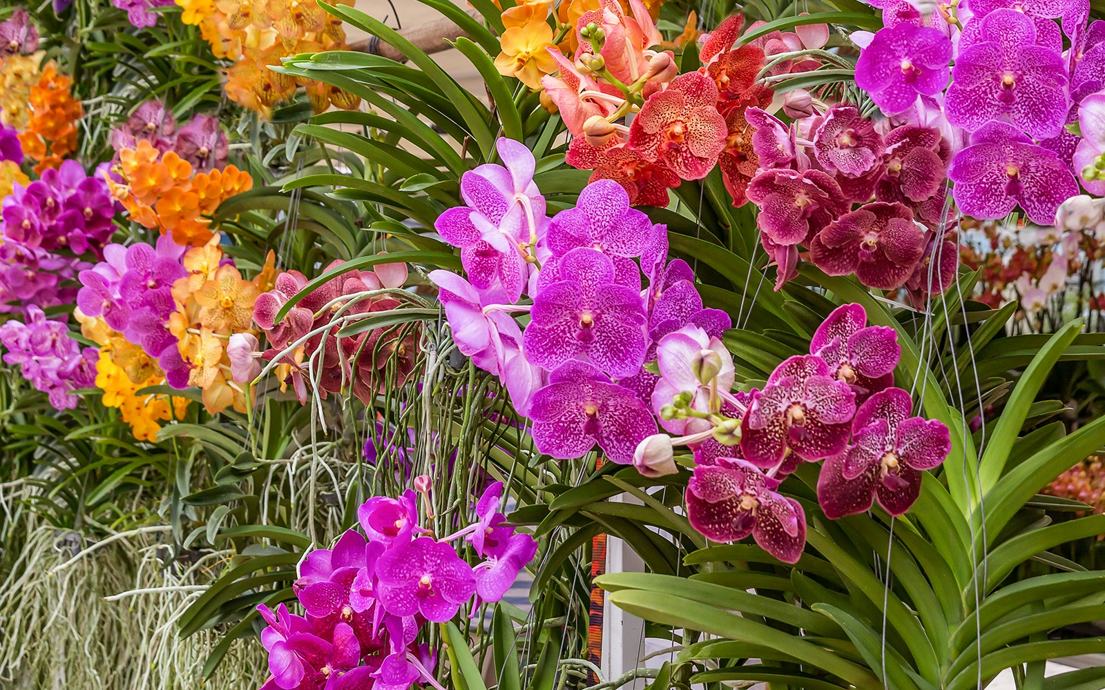 Orchids in vibrant bloom at a botanical garden display.