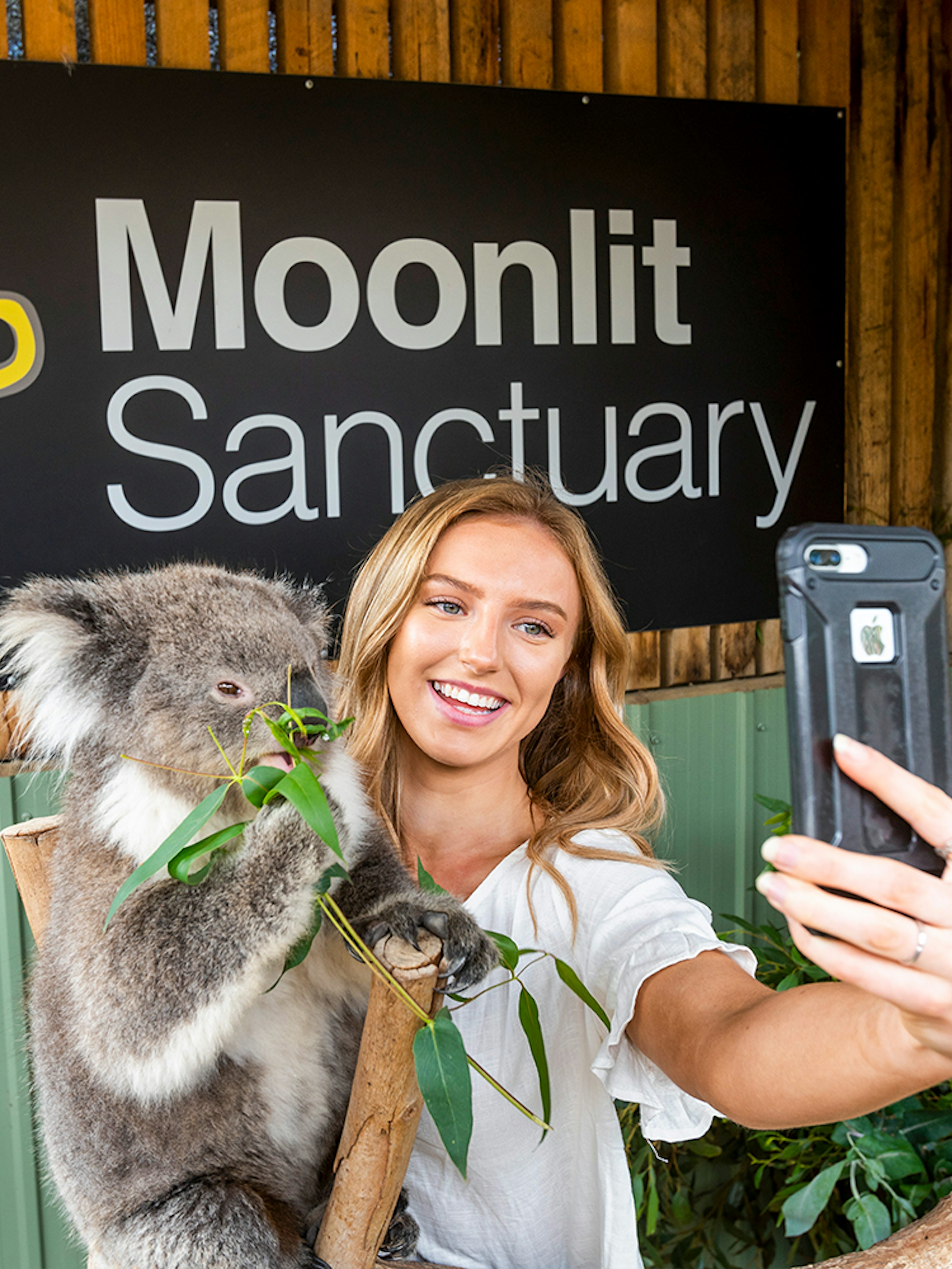 Visitor taking selfie with koala at Moonlit Sanctuary Wildlife Park.