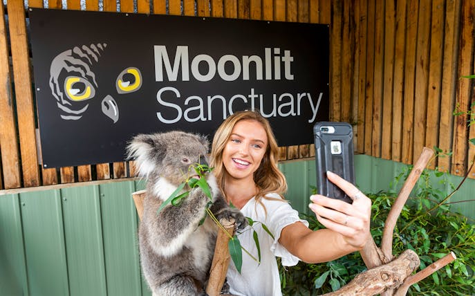 Visitor taking selfie with koala at Moonlit Sanctuary Wildlife Park.