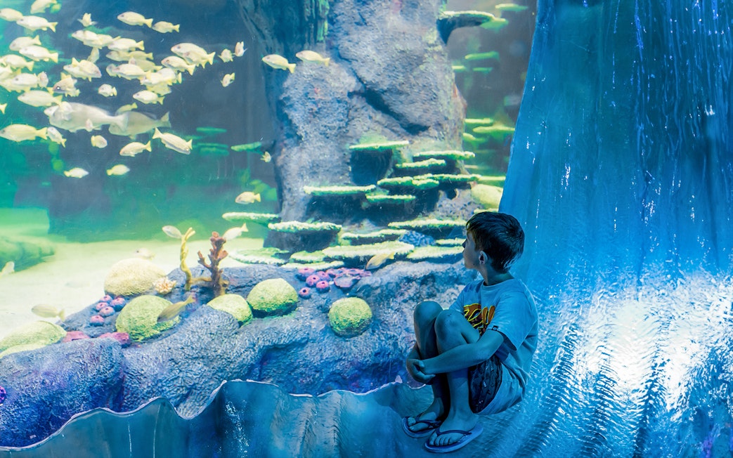 Boy observing fish at Great Barrier Reef exhibit, SEA LIFE Sydney Aquarium.