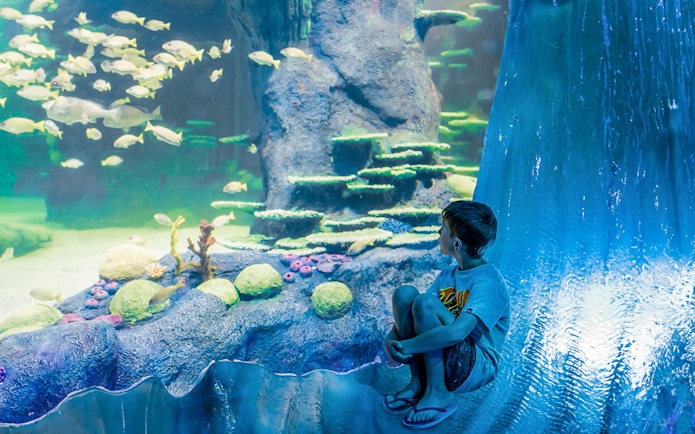 Boy observing fish at Great Barrier Reef exhibit, SEA LIFE Sydney Aquarium.