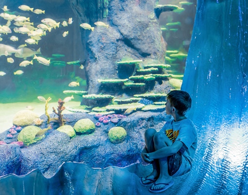 Boy observing fish at Great Barrier Reef display, SEA LIFE Sydney Aquarium.