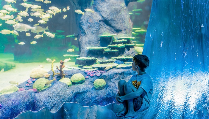 Boy observing fish at Great Barrier Reef display, SEA LIFE Sydney Aquarium.