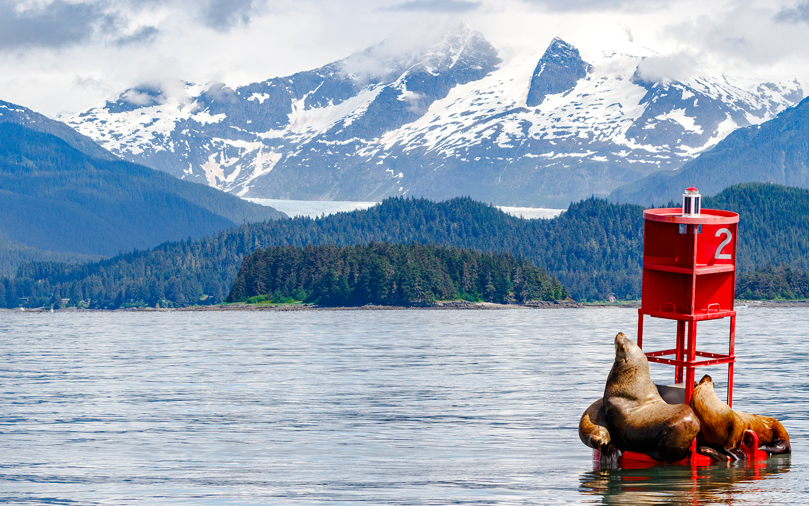 Sea lions resting on a buoy in Juneau with snow-capped mountains in the background.