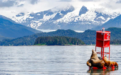 Sea lions resting on a buoy in Juneau with snow-capped mountains in the background.