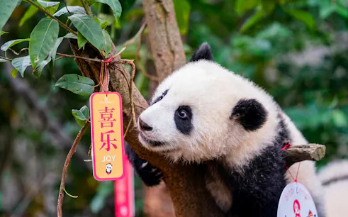 Panda observing tags on a branch at Chengdu Panda Base.