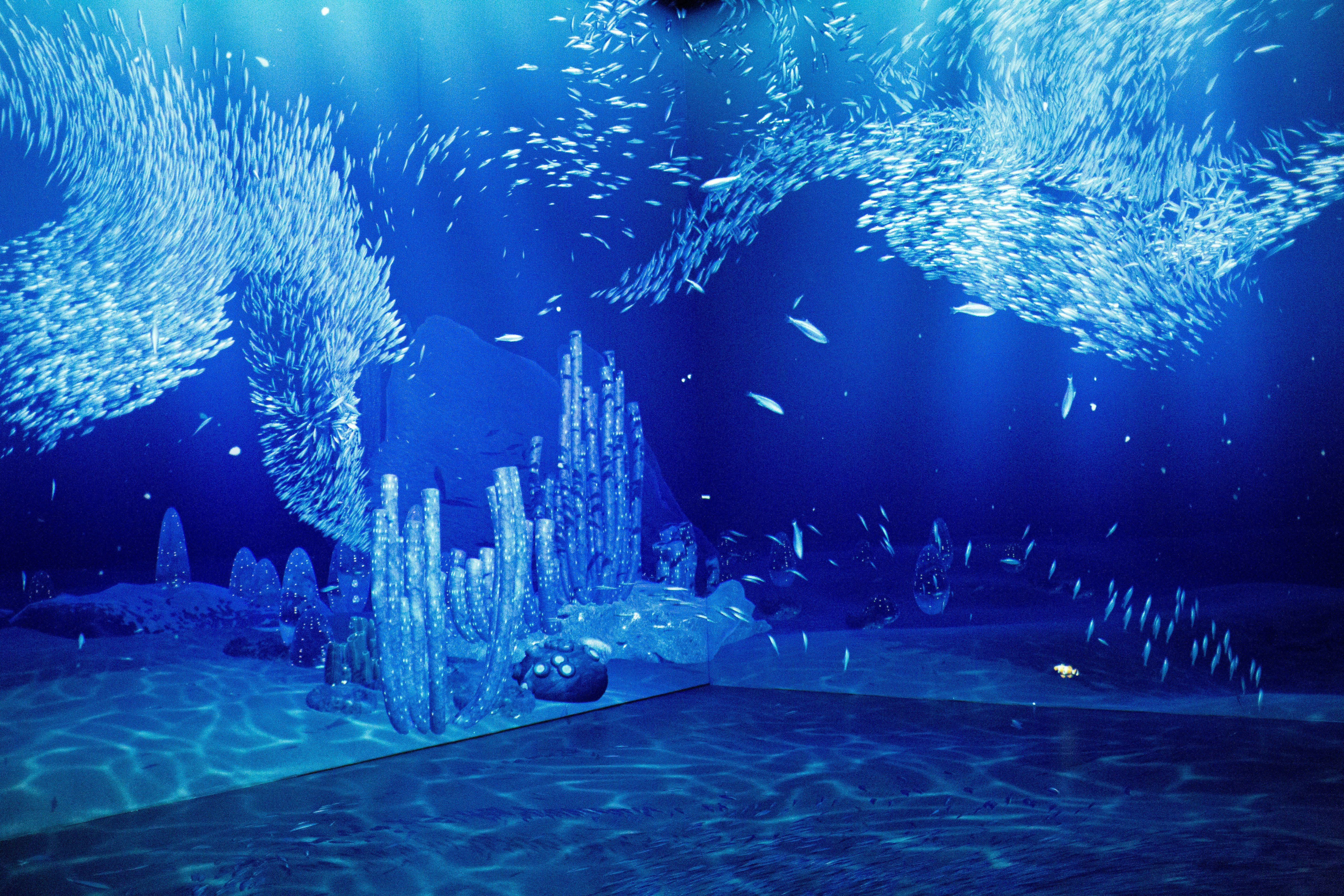 Swirling fish and coral projections at Remastered audiovisual experience, Rotterdam.