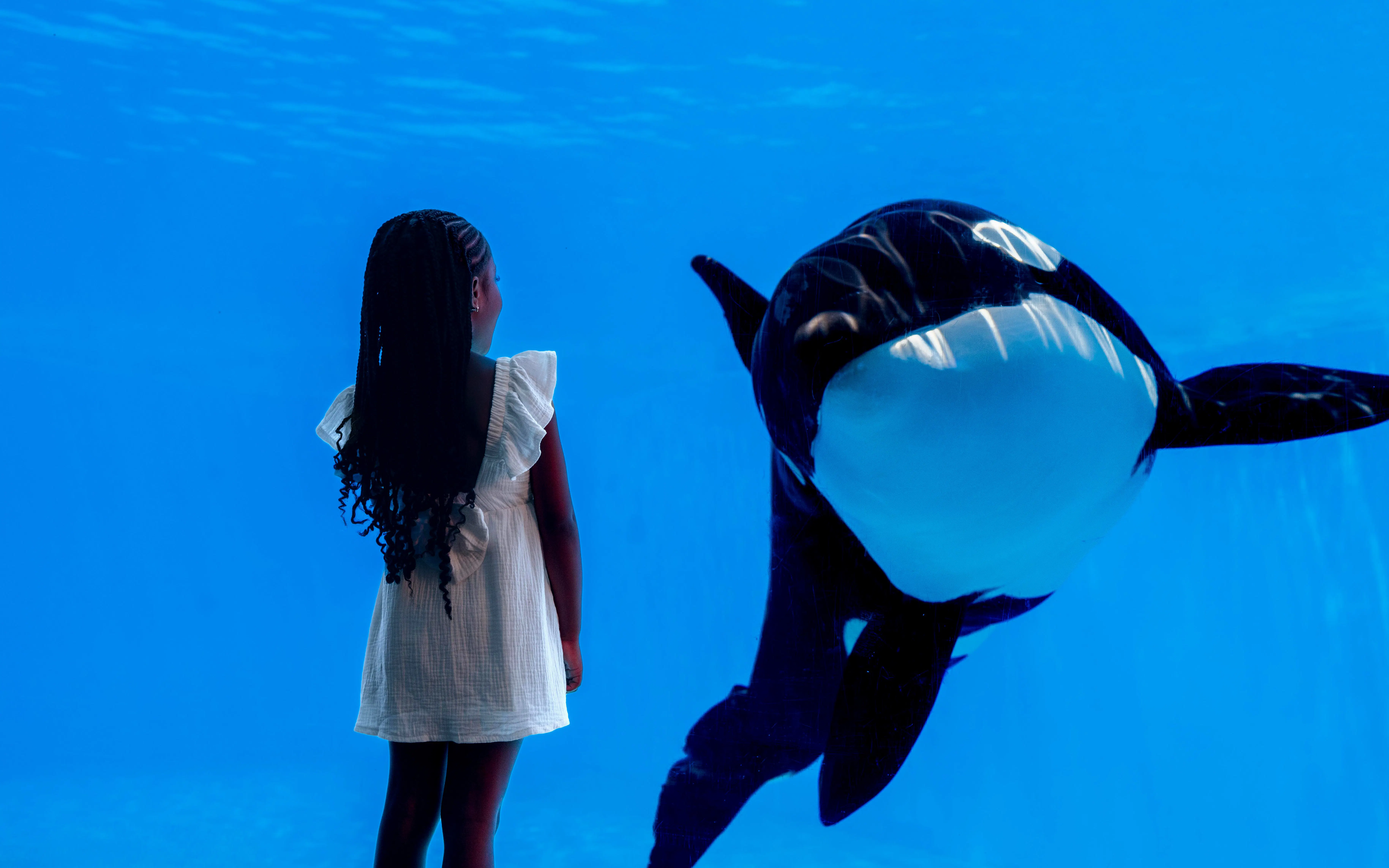 Child observing orca at SeaWorld San Diego aquarium.