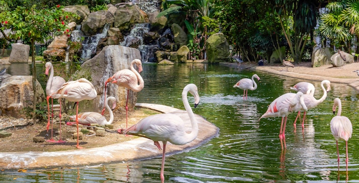 Kuala Lumpur Bird Park