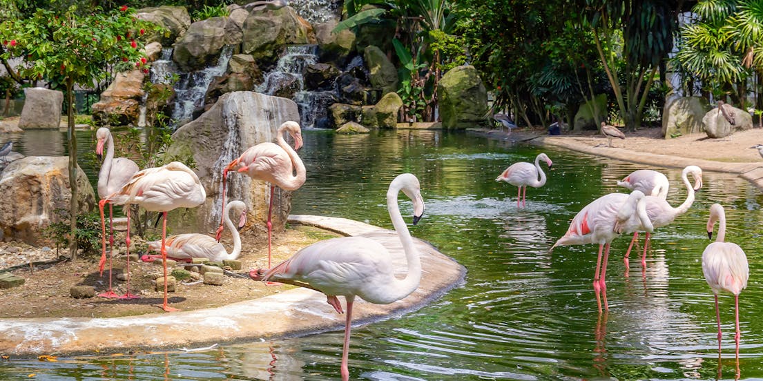Kuala Lumpur Bird Park