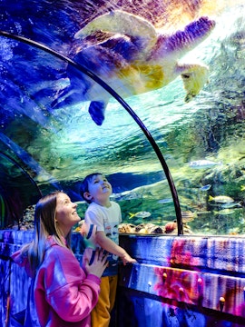 Guests observing sea turtle in underwater tunnel at SEA Life Brighton.