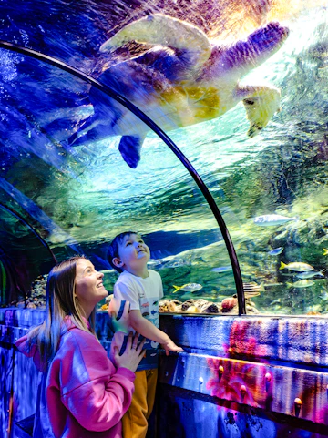 Guests observing sea turtle in underwater tunnel at SEA Life Brighton.