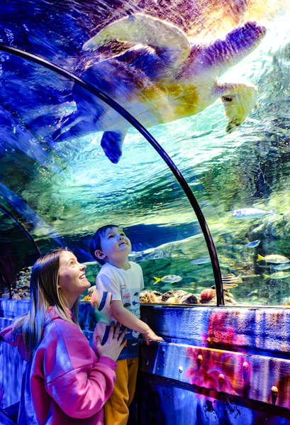 Guests observing sea turtle in underwater tunnel at SEA Life Brighton.