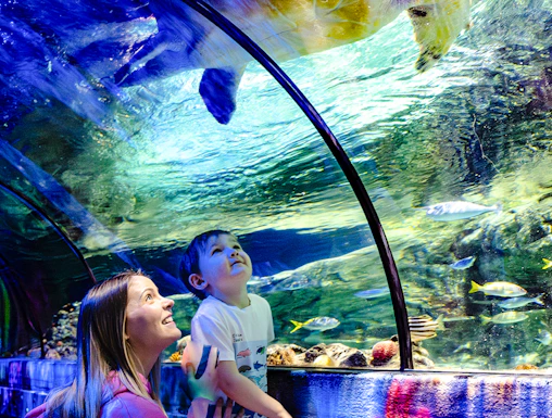 Guests observing sea turtle in underwater tunnel at SEA Life Brighton.