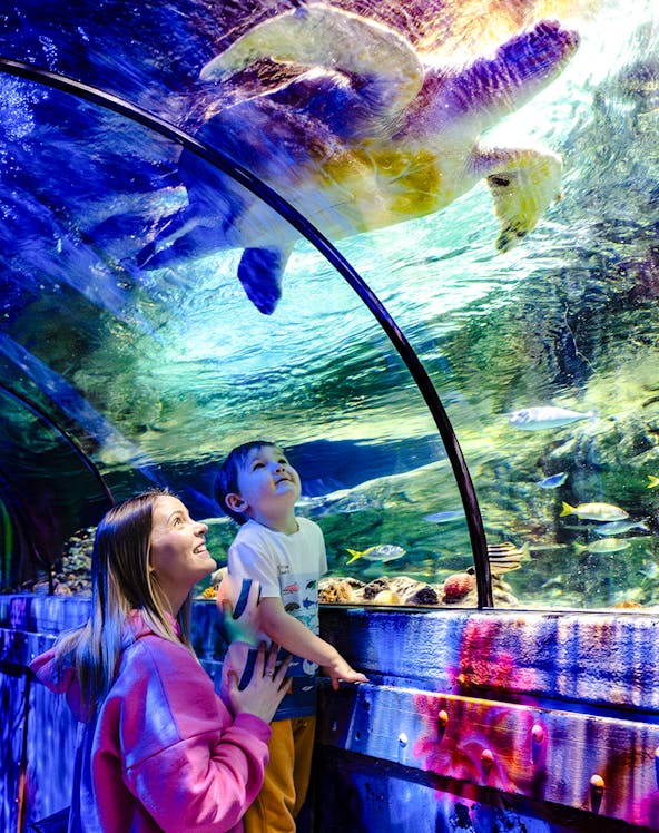 Guests observing sea turtle in underwater tunnel at SEA Life Brighton.