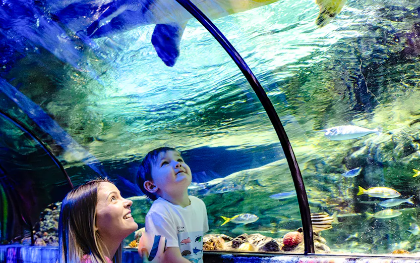 Guests observing sea turtle in underwater tunnel at SEA Life Brighton.