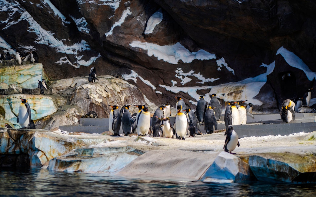 Penguins gathered on rocky terrain at Seaworld, Abu Dhabi.