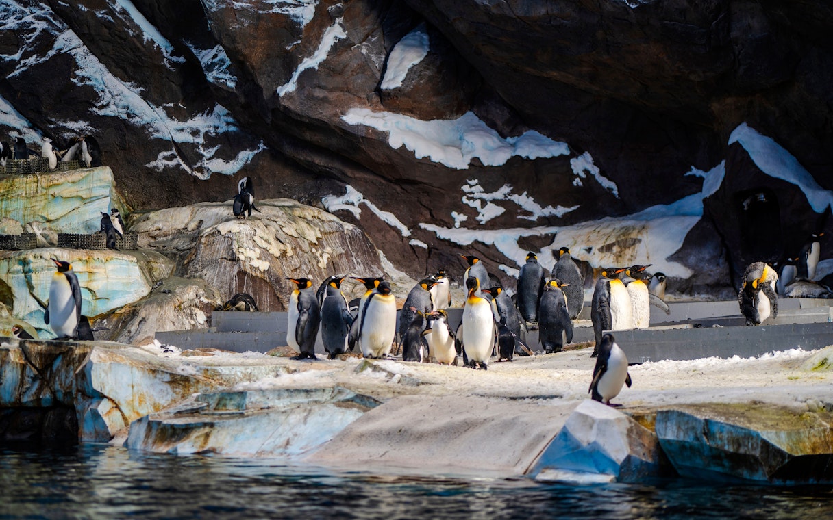 Penguins gathered on rocky terrain at Seaworld, Abu Dhabi.