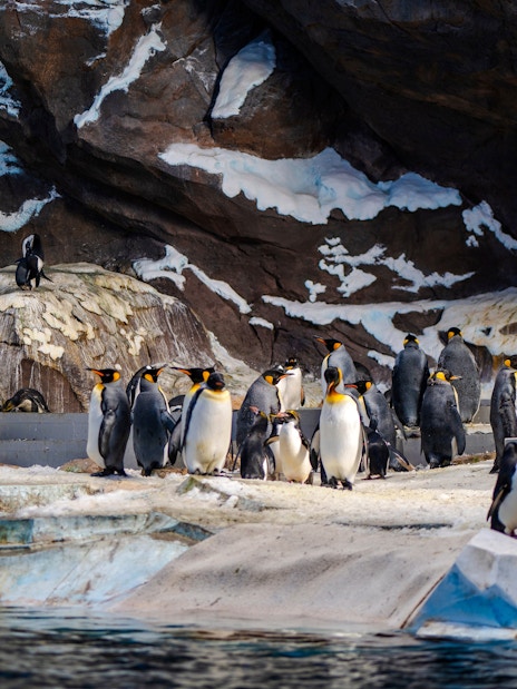 Penguins gathered on rocky terrain at Seaworld, Abu Dhabi.