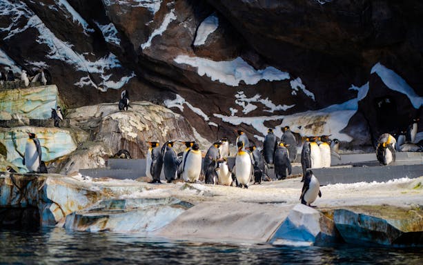Penguins gathered on rocky terrain at Seaworld, Abu Dhabi.