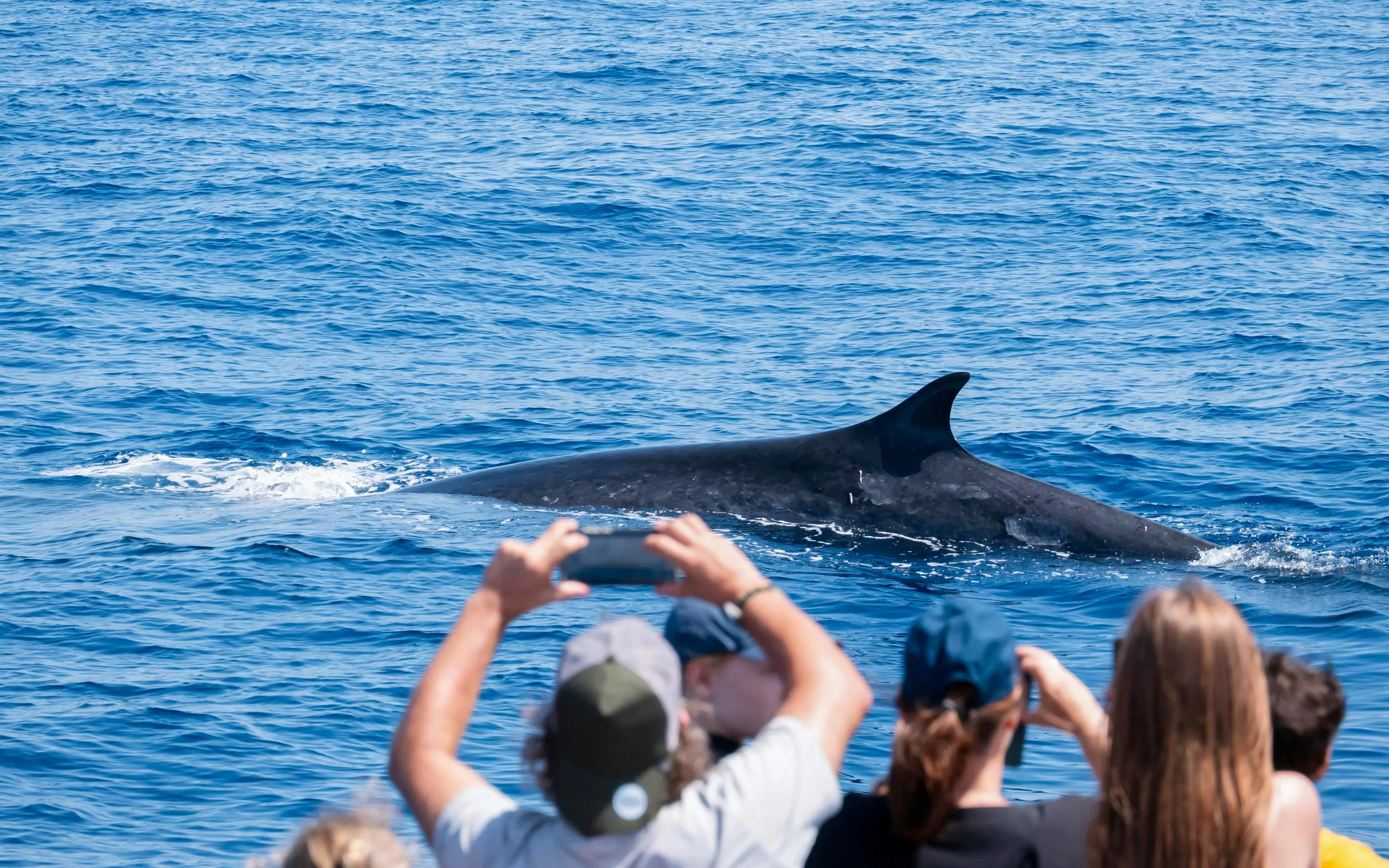Tourists photographing a whale during a whale watching cruise.