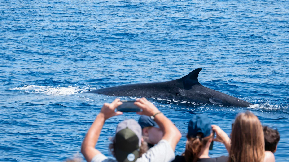Tourists photographing a whale during a whale watching cruise.