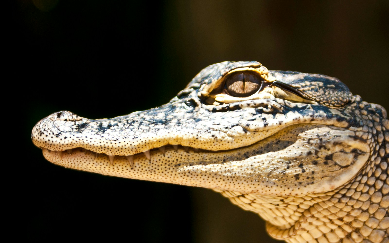 A alligator in the Everglades marshland during private 1-hour adventure tour in Miami.