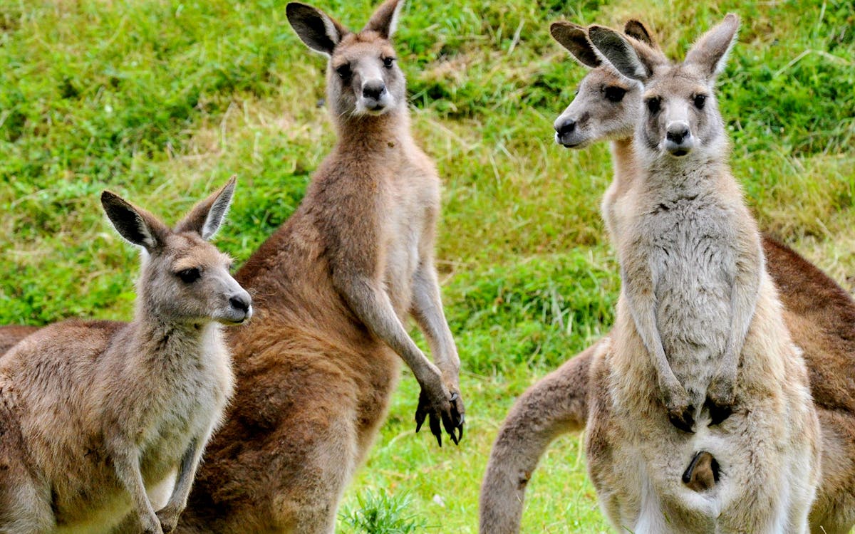 guided tour of healesville sanctuary & phillip island wildlife park with transfers-4 guided tour of healesville sanctuary & phillip island wildlife park with transfers-4