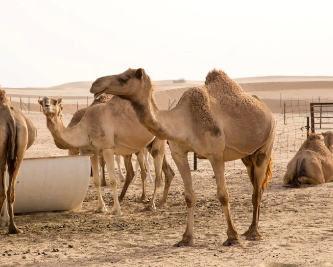 Ras Al Khaimah Desert Safari with Dune Bashing, Camel Ride, Sand Boarding, and Farm Visits