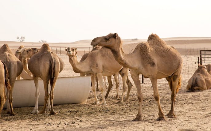 woestijnsafari in ras al khaimah met duinbashen, kameelrijden, sandboarden en een bezoek aan een boerderij-1
