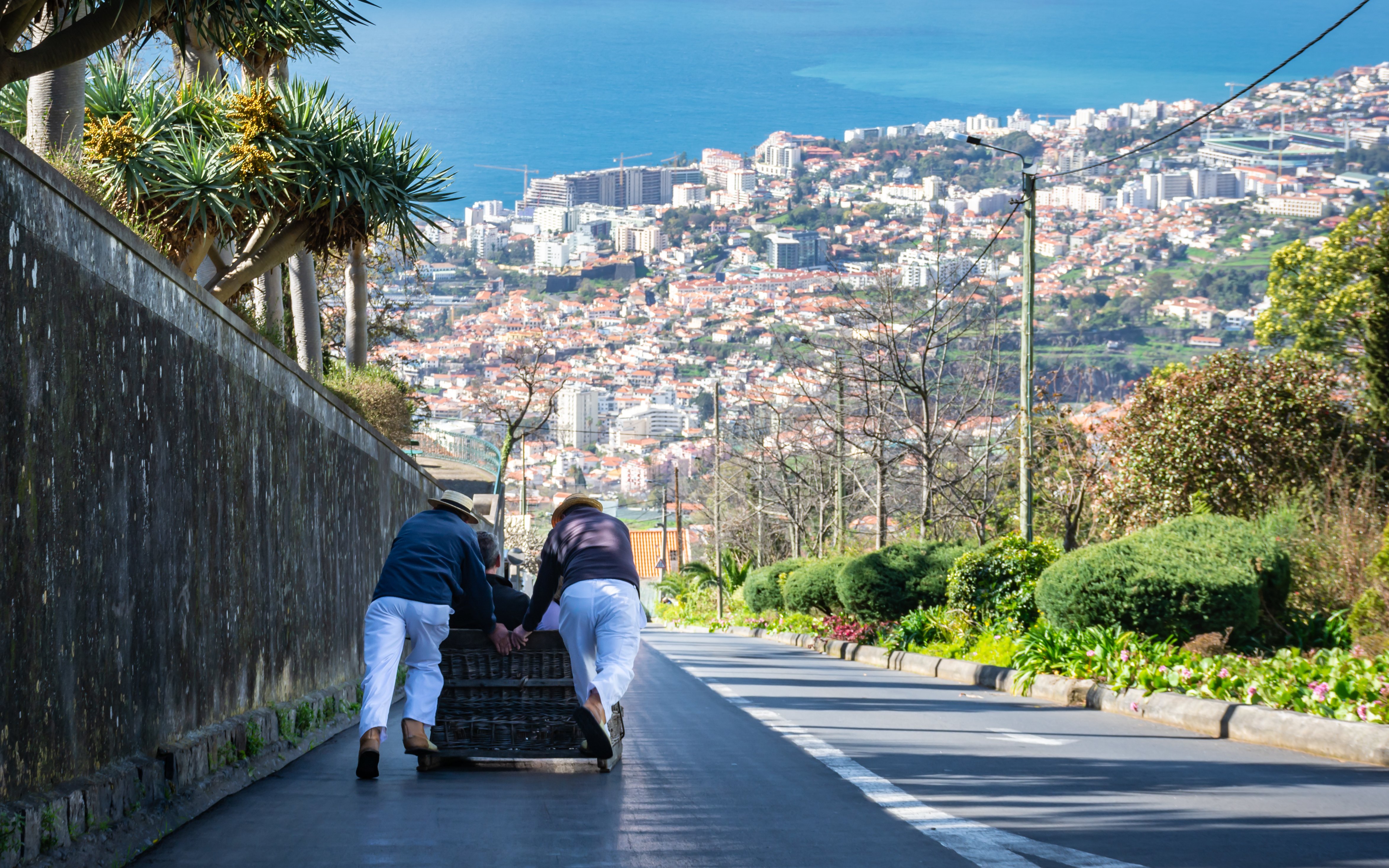 Carreiros do Monte guiding wicker toboggan sled down a hill with city view in Tenerife.