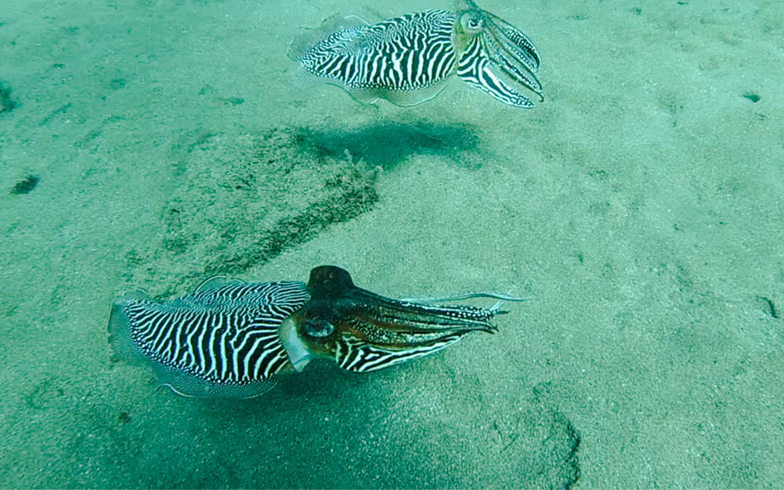 Lanzarote Try Scuba Diving for Beginners: 1 Dive with Photos & Videos