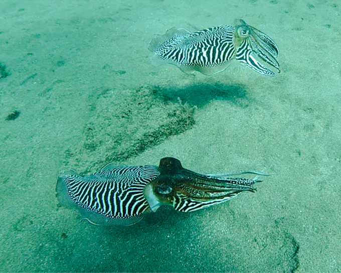 Lanzarote Try Scuba Diving for Beginners: 1 Dive with Photos & Videos