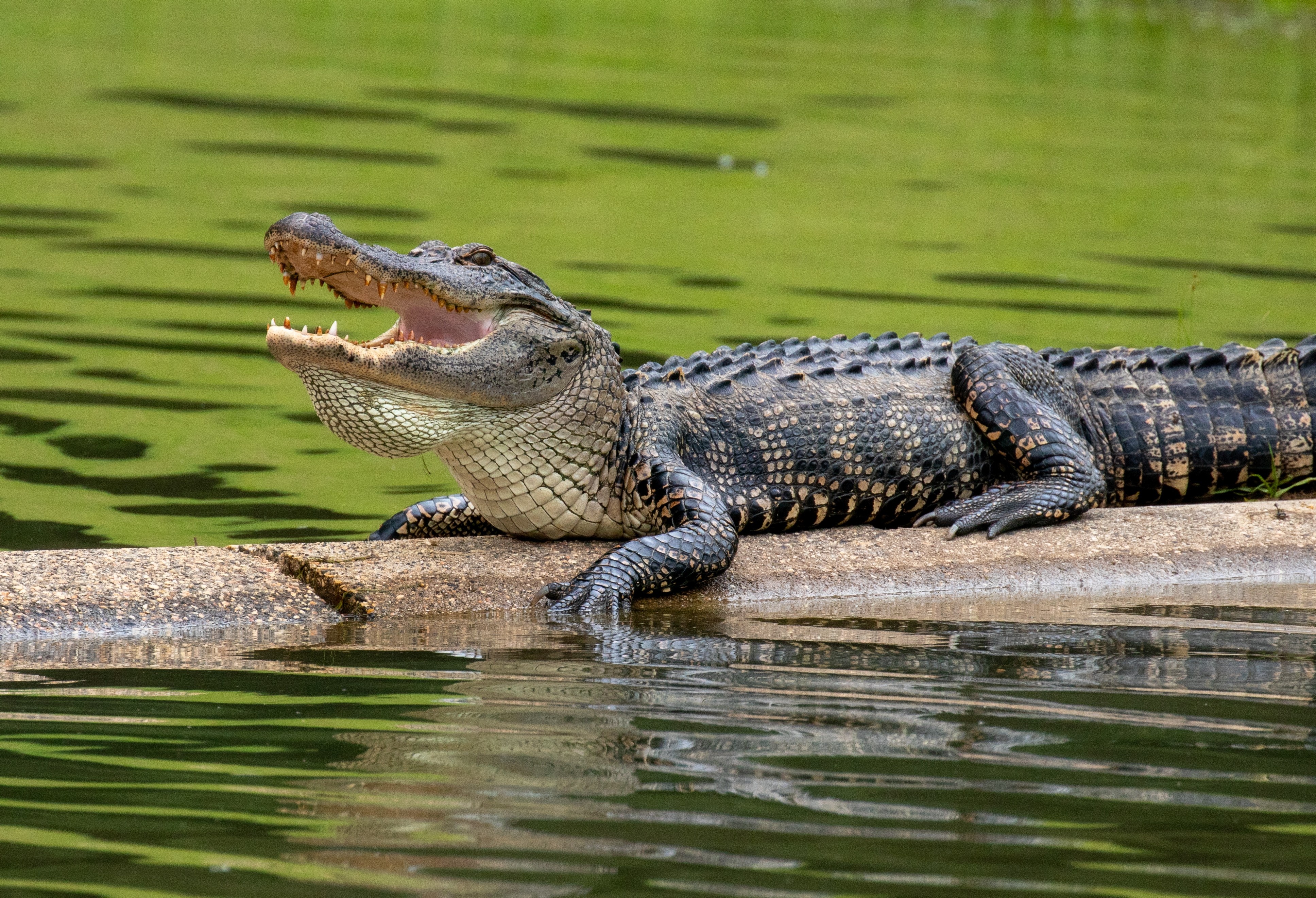 American alligator resting on a concrete ledge by a green water body.