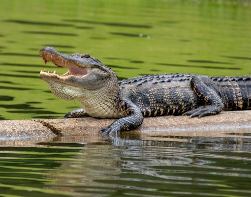 American alligator resting on a concrete ledge by a green water body.