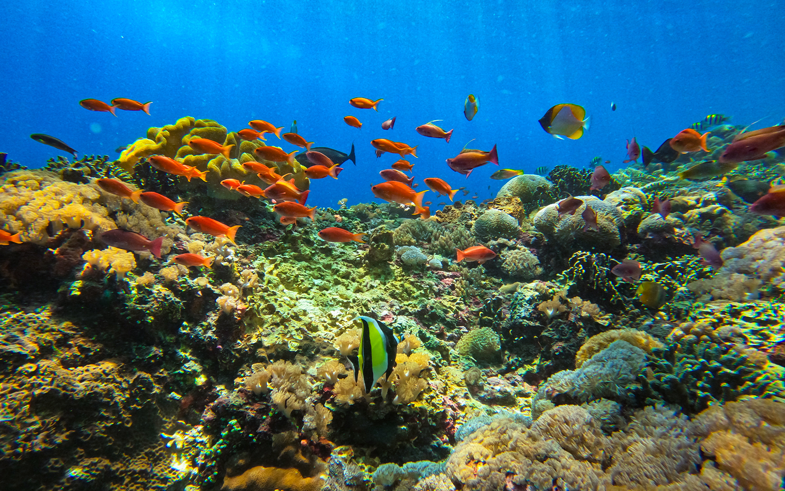 Colorful coral reef and fish in Nusa Lembongan, Indonesia, during Manta Bay snorkeling tour.