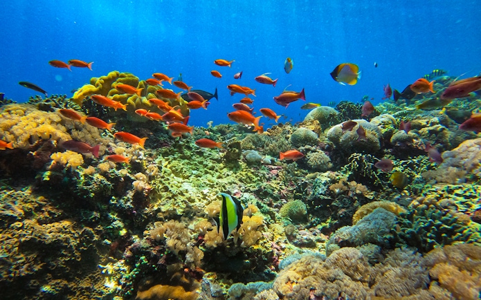 Colorful coral reef and fish in Nusa Lembongan, Indonesia, during Manta Bay snorkeling tour.