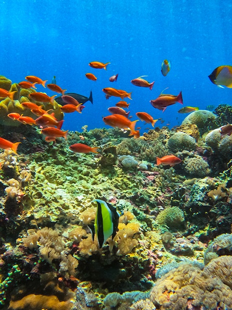 Colorful coral reef and fish in Nusa Lembongan, Indonesia, during Manta Bay snorkeling tour.