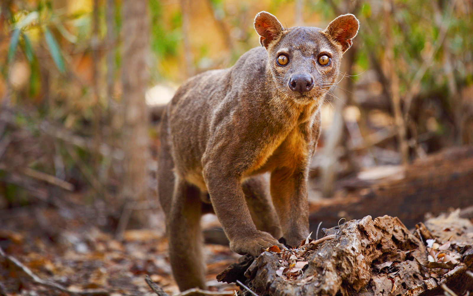 Fossa in Madagascar forest habitat.