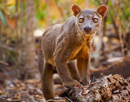 Fossa in Madagascar forest habitat.