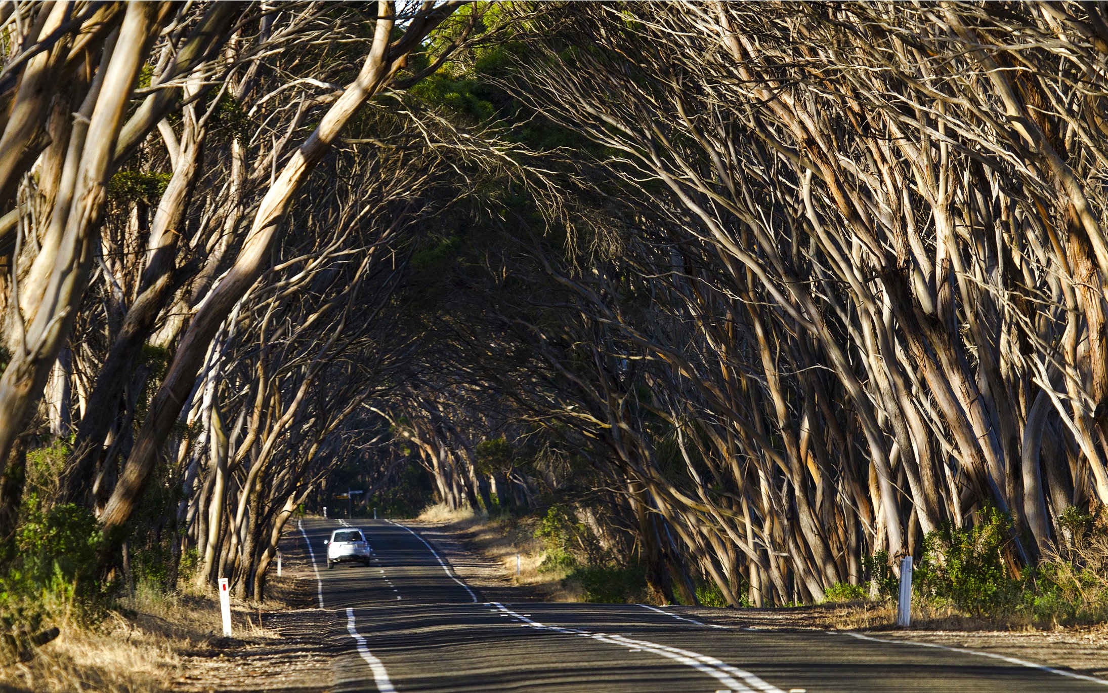 Tree-lined highway on Kangaroo Island with car driving through canopy.