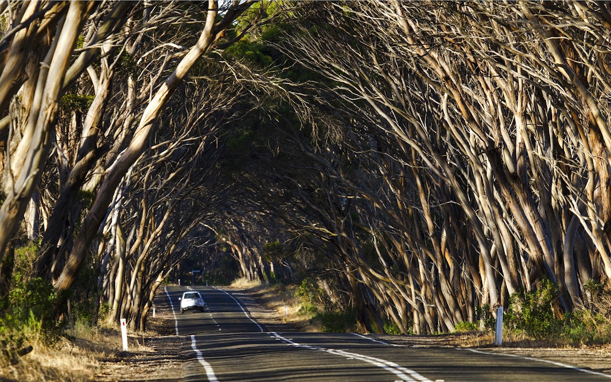 Tree-lined highway on Kangaroo Island with car driving through canopy.