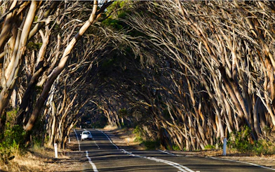 Tree-lined highway on Kangaroo Island with car driving through canopy.